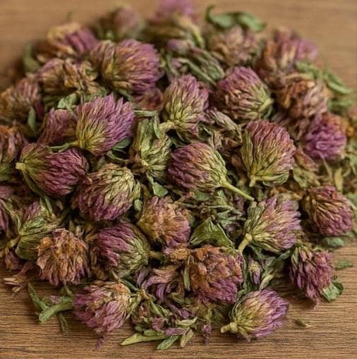 Red Clover - Dried Plant