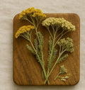 Yarrow Flower - Dried Herb