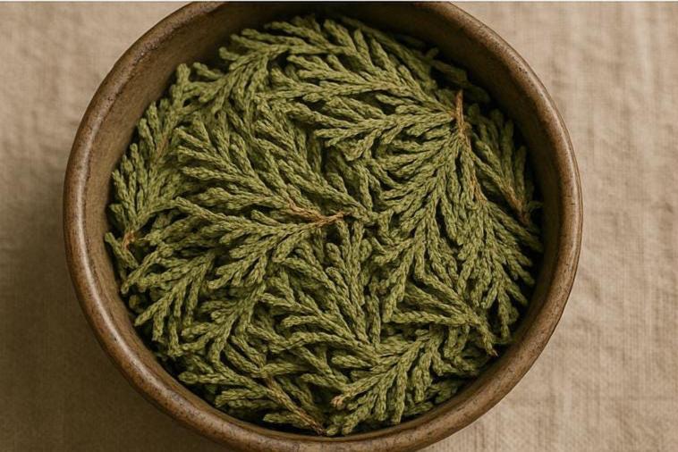 Cedar - Dried Plant