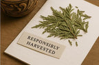 Cedar - Dried Plant
