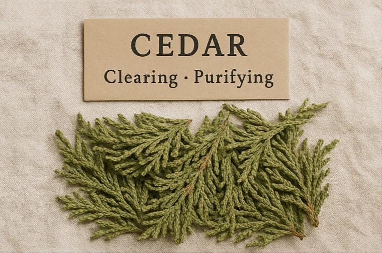 Cedar - Dried Plant
