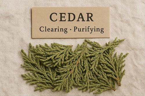 Cedar - Dried Plant